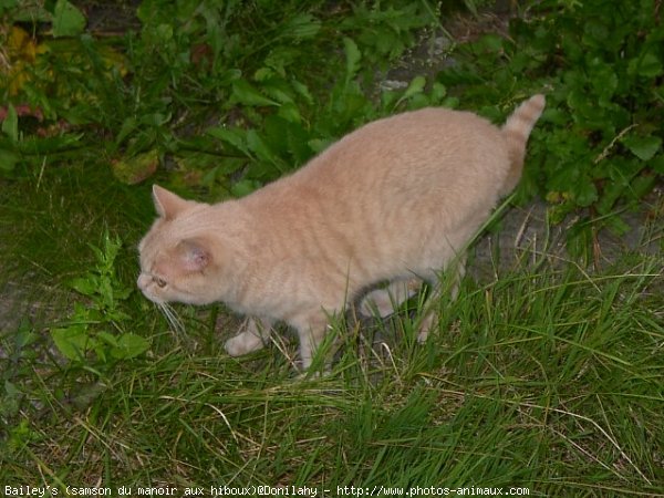 Photo de British shorthair