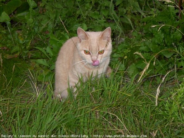 Photo de British shorthair