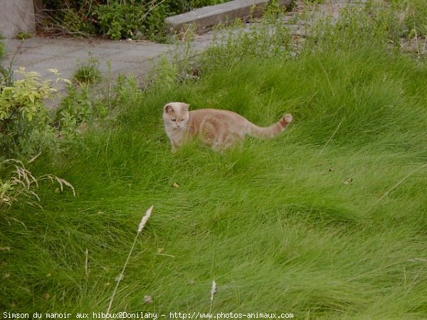 Photo de British shorthair