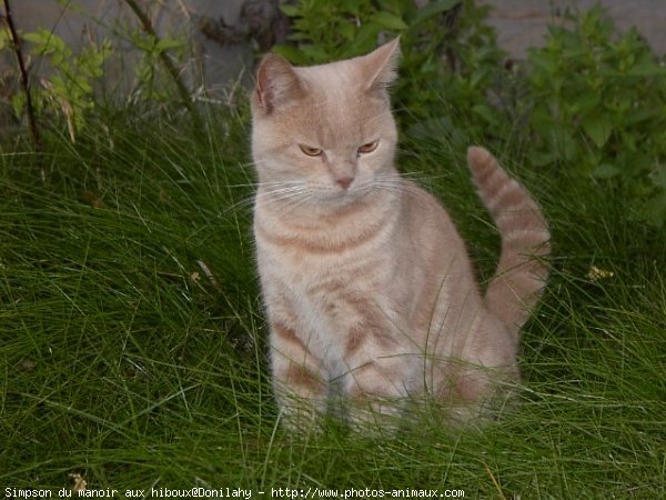 Photo de British shorthair