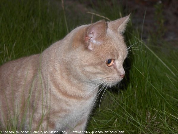 Photo de British shorthair