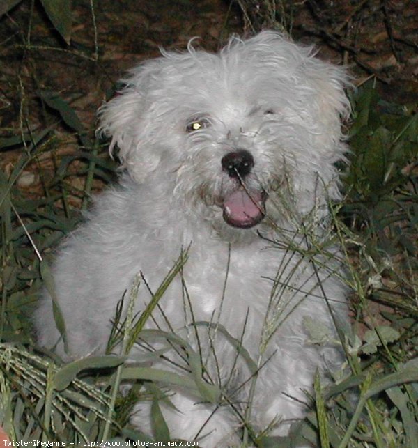 Photo de Coton de tulear