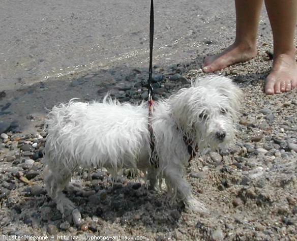 Photo de Coton de tulear