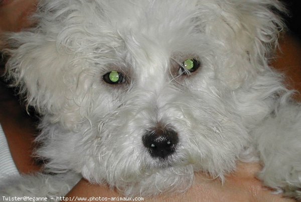 Photo de Coton de tulear