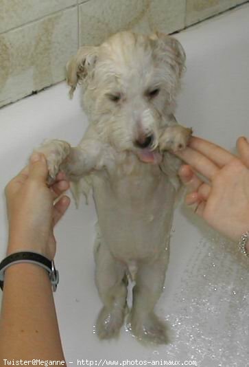 Photo de Coton de tulear