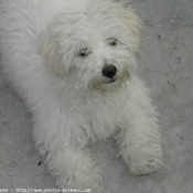 Photo de Coton de tulear