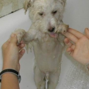 Photo de Coton de tulear