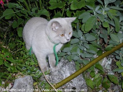 Photo de British shorthair