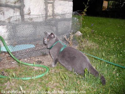 Photo de Chartreux