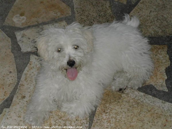 Photo de Coton de tulear