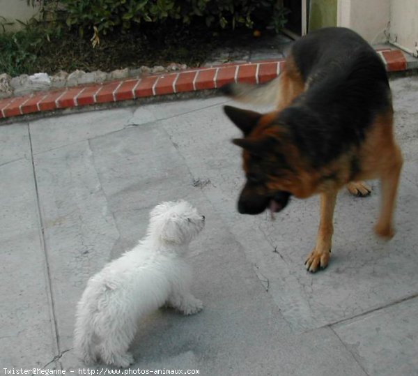 Photo de Coton de tulear