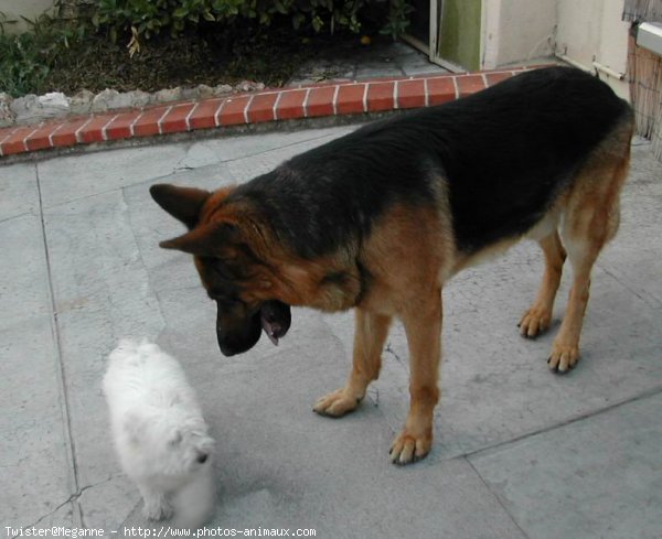 Photo de Coton de tulear