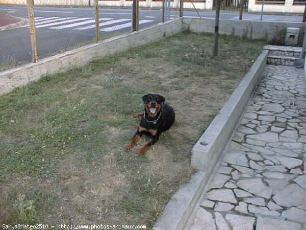 Photo de Rottweiler