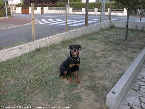 Photo de Rottweiler