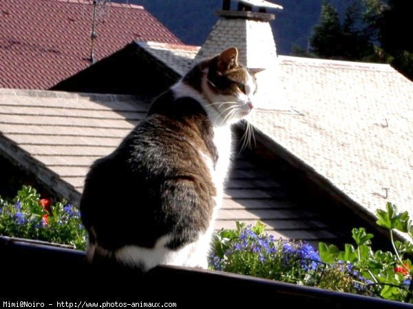 Photo de Chat domestique