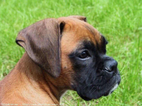 Photo de Boxer