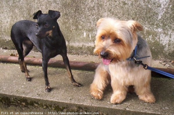 Photo de Races diffrentes