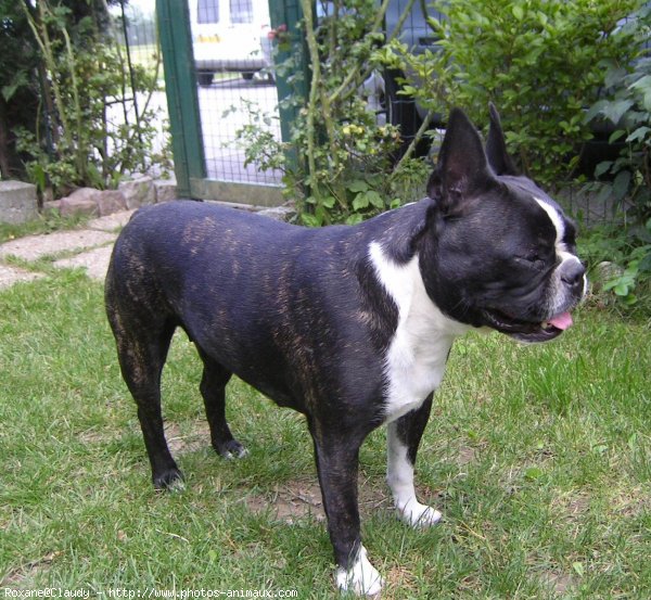 Photo de Boston terrier