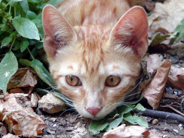 Photo de Chat domestique