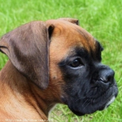 Photo de Boxer