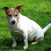 Photo de Jack russell terrier