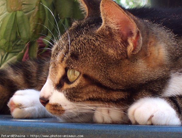 Photo de Chat domestique