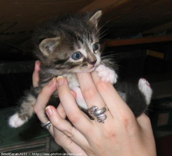 Photo de Chat domestique