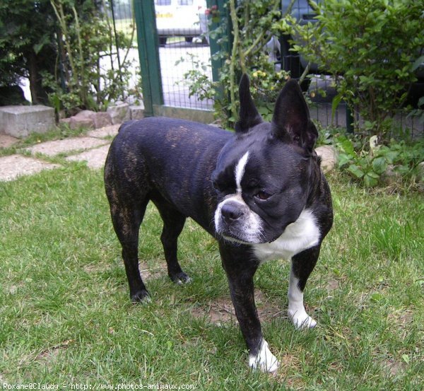 Photo de Boston terrier