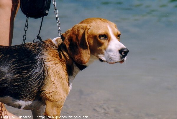 Photo de Beagle