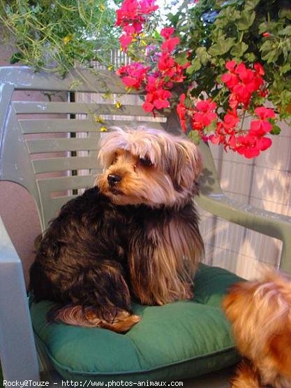 Photo de Yorkshire terrier