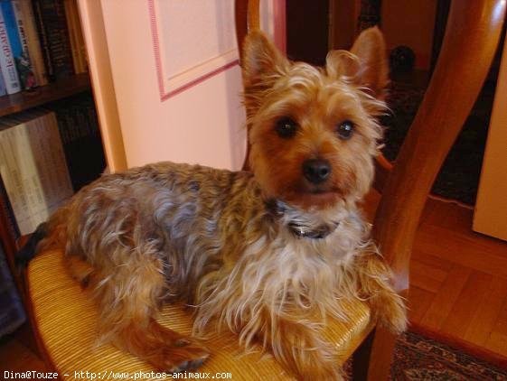 Photo de Yorkshire terrier