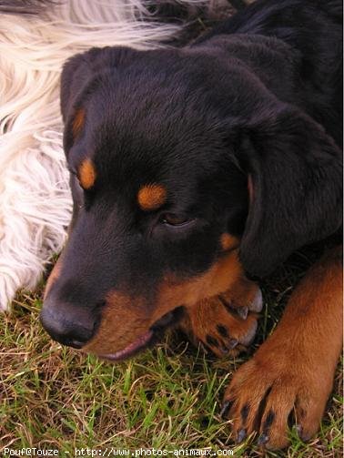 Photo de Rottweiler