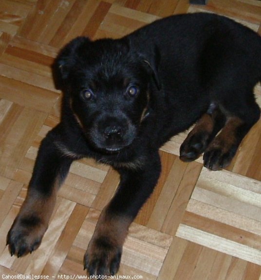 Photo de Rottweiler