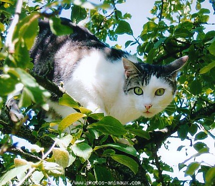 Photo de Chat domestique