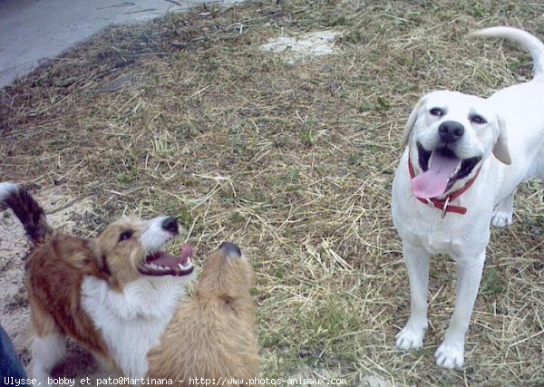 Photo de Races diffrentes