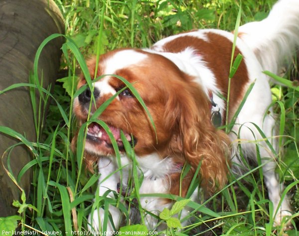 Photo de Cavalier king charles spaniel