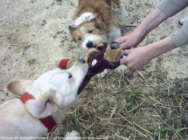 Photo de Races diffrentes