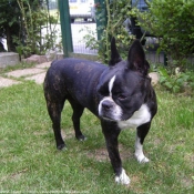 Photo de Boston terrier