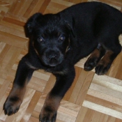 Photo de Rottweiler