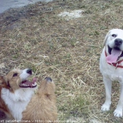 Photo de Races diffrentes