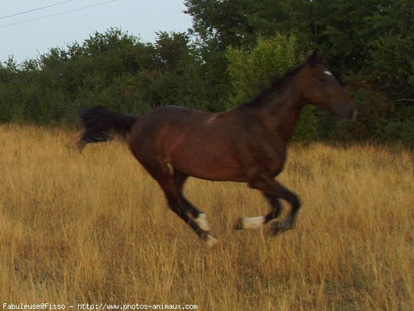 Photo de Trotteur franais