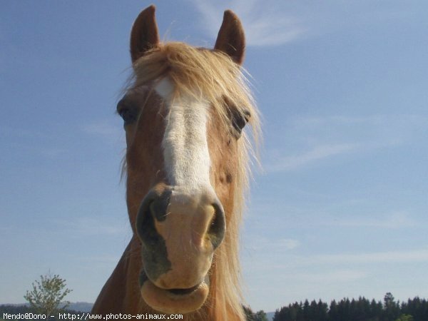 Photo de Haflinger