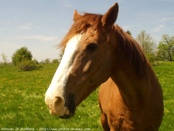 Photo de Races diffrentes