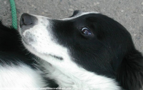 Photo de Border collie