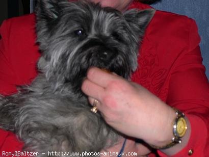 Photo de Cairn terrier