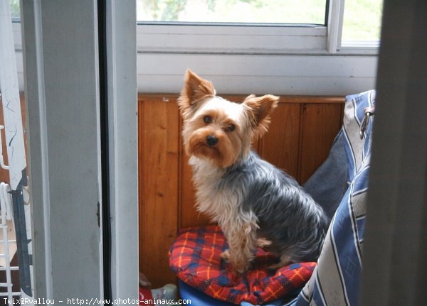 Photo de Yorkshire terrier