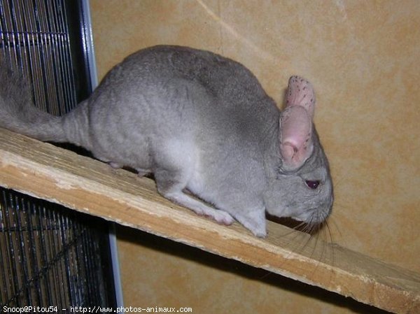 Photo de Chinchilla