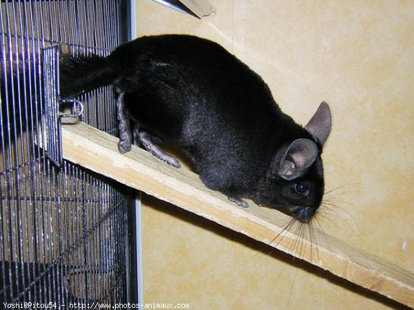 Photo de Chinchilla