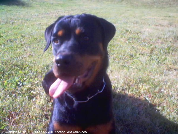 Photo de Rottweiler