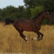 Photo de Trotteur franais